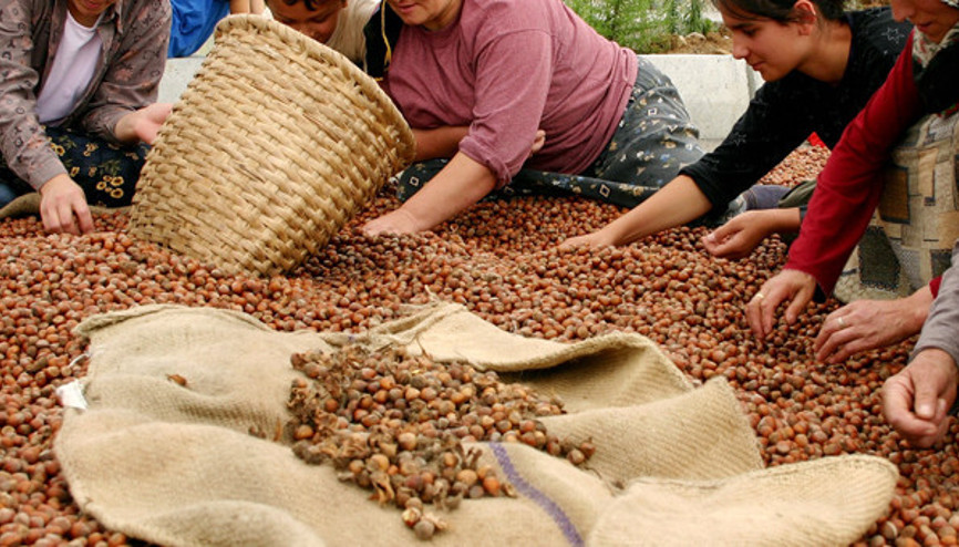 Fındık üreticisine 170 lira destek verilecek