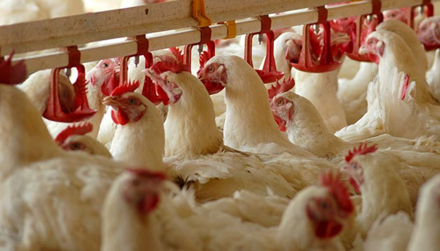 Ordulu fındık üreticilerine tavuklu destek Ordulu fındık üreticilerine tavuklu destek