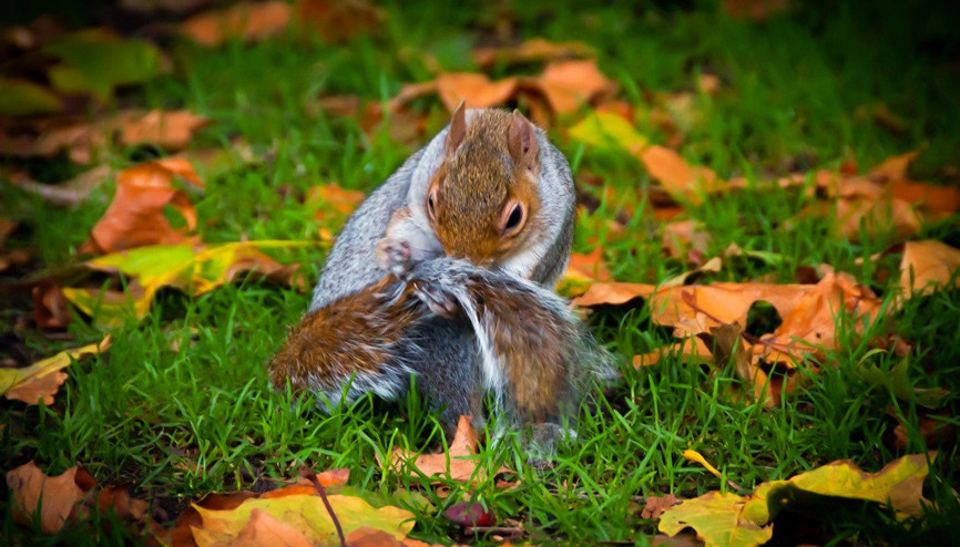 Yürümenin ve hayal kurmanın şehri Londra