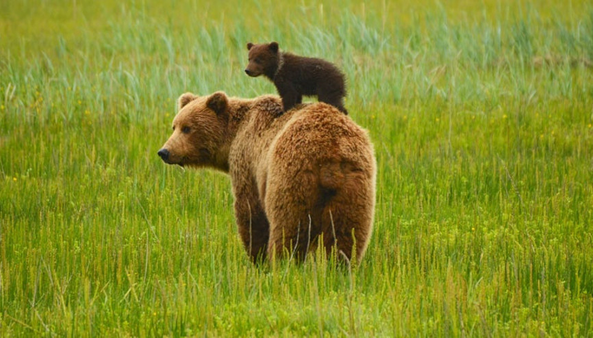 2020de canlı popülasyonunun 3te 2si yok olabilir