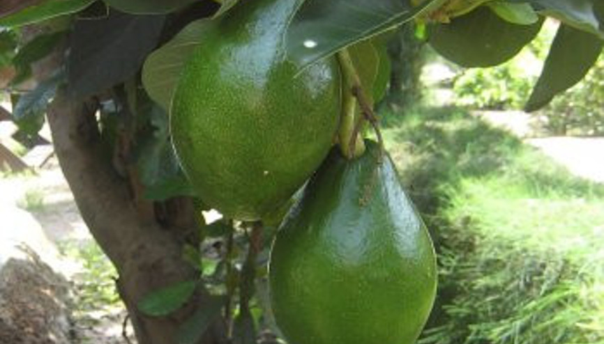 Anamurda avokado üretilecek