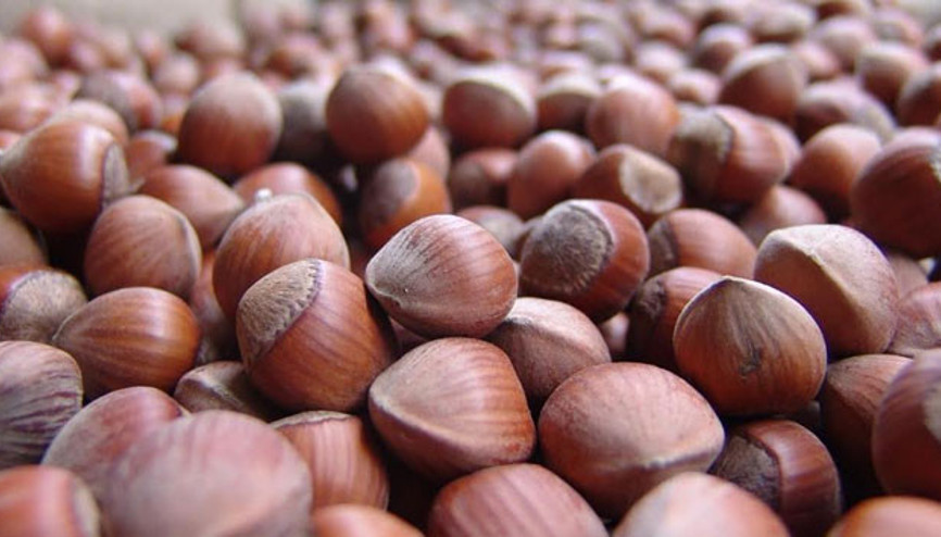 Fındık üreticisi kiviyle nefes aldı