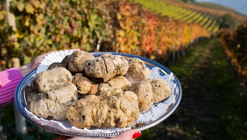 Çizme’de nefesler ‘White Truffle’ için tutuluyor