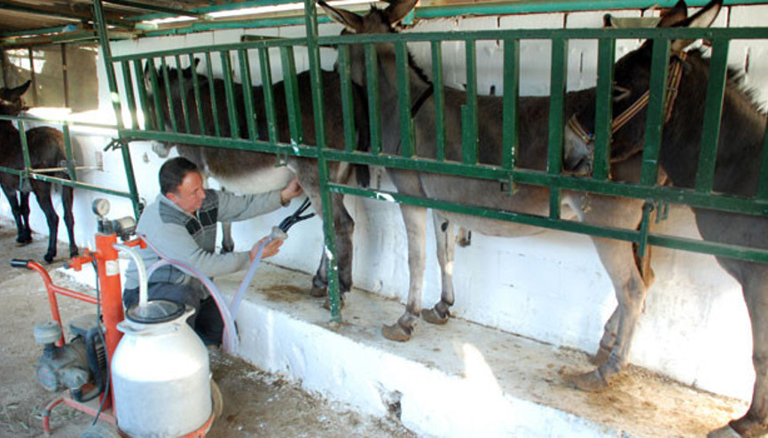 Eşek sütünün kilosu 80 liraya çıktı