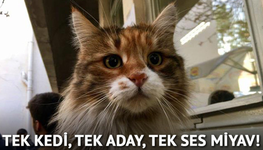 Tek kedi, tek aday, tek ses miyav