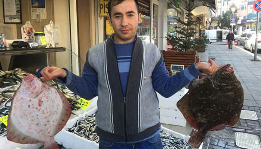 Kalkan balığının fiyatında artış yaşanıyor
