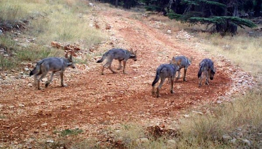 Batı Torosların koruma altındaki ailesi