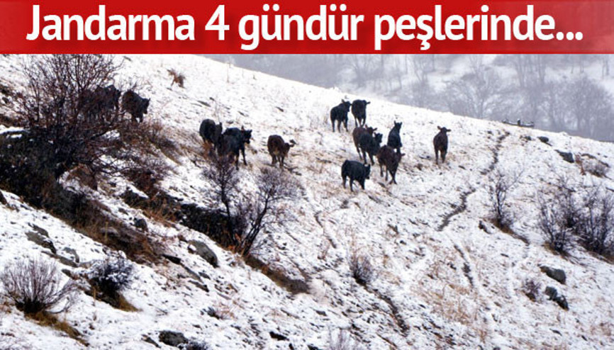 Dağa kaçan anguslar aranıyor