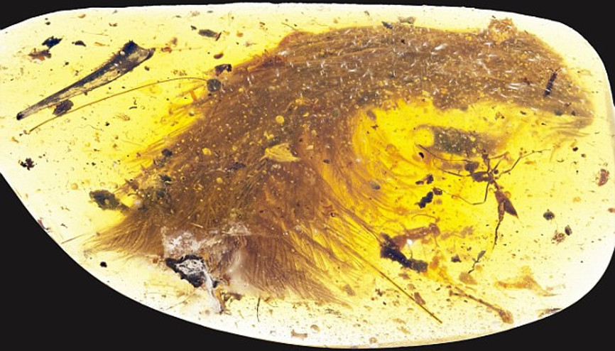 99 milyon yıllık dinozor fosili bulundu