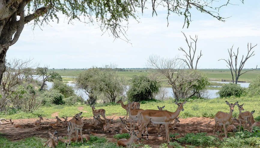 Vahşi hayatla araya çit koymayan Botsvanada safari turu (Afrika)