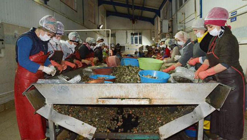 Sinop’tan Uzakdoğu’ya 550 ton deniz salyangozu satıldı