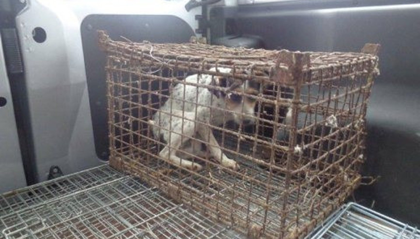 Yıllarca kafese hapsedilen köpeğin çimlerle buluştuğu an