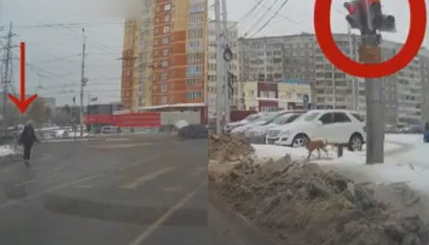 Trafik kurallarına uyan köpek