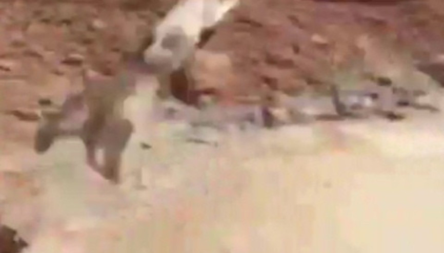 Hem kedi hem kendisi korktu