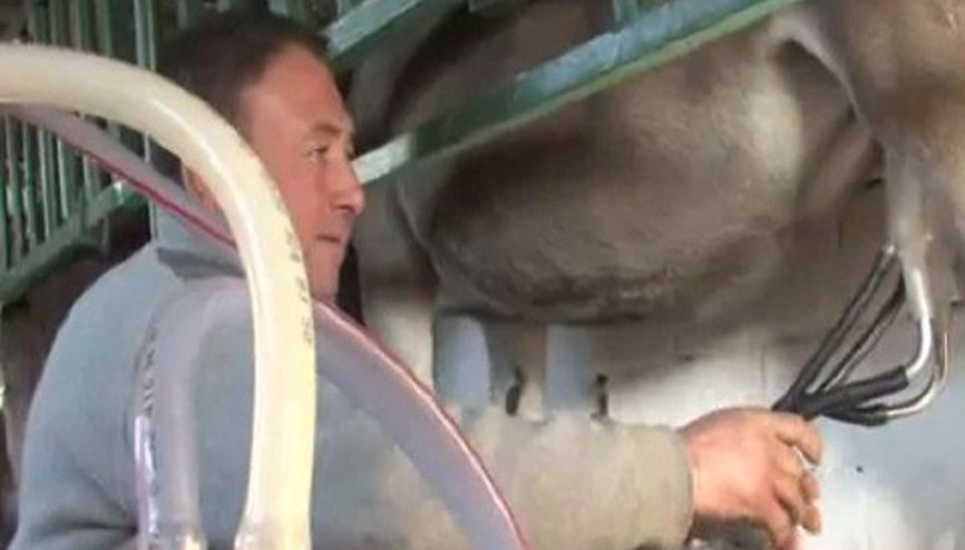 Eşek sütünün kilosu 80 liraya çıktı