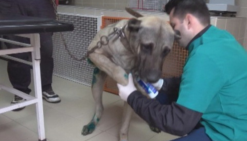 Tekirdağda otomobile bağlanıp sürüklenen köpek tedaviye alındı