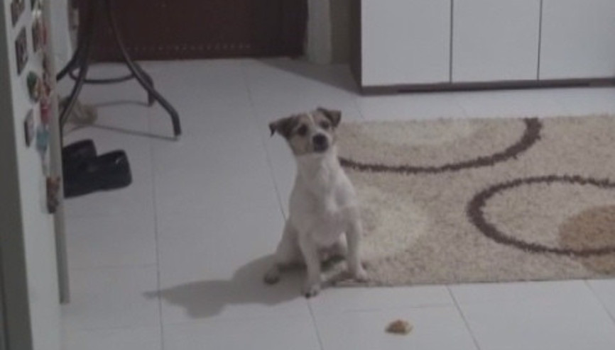 İnternet fenomeni köpek