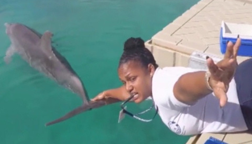 Mannequin Challenge akımını yunuslarla bir üst seviyeye taşımak