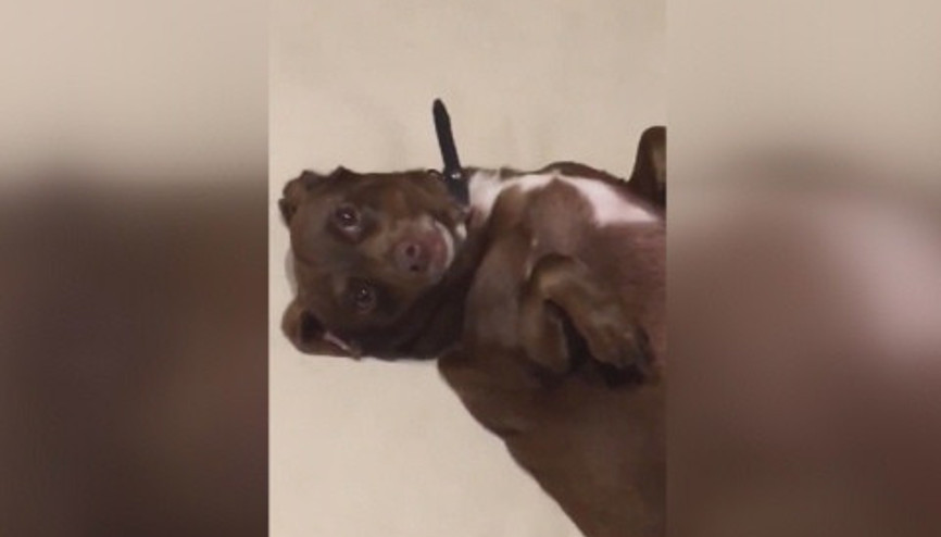 Sevimli tembel köpek
