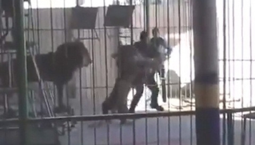 Mısırdaki sirkte korkunç aslan saldırısı