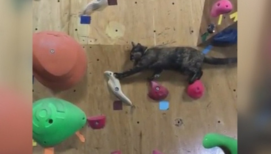 Tırmanma duvarını bir çırpıda aşan kedi