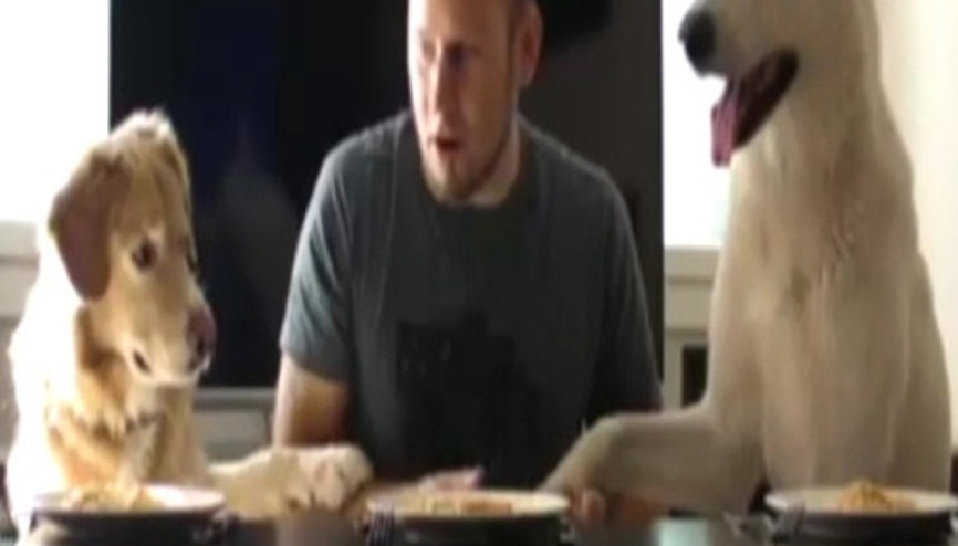 İki köpek ve bir adam spagetti yeme yarışına girerse