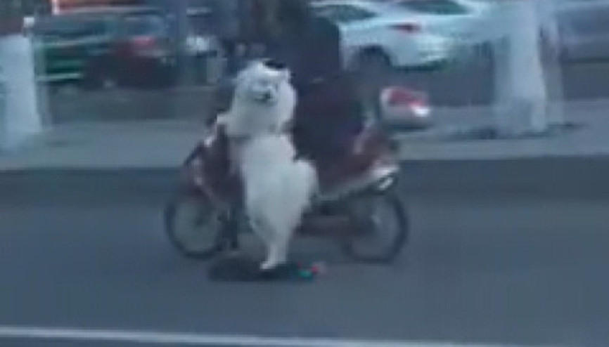 Otoyolda Yürüyüşe Çıkan Köpek