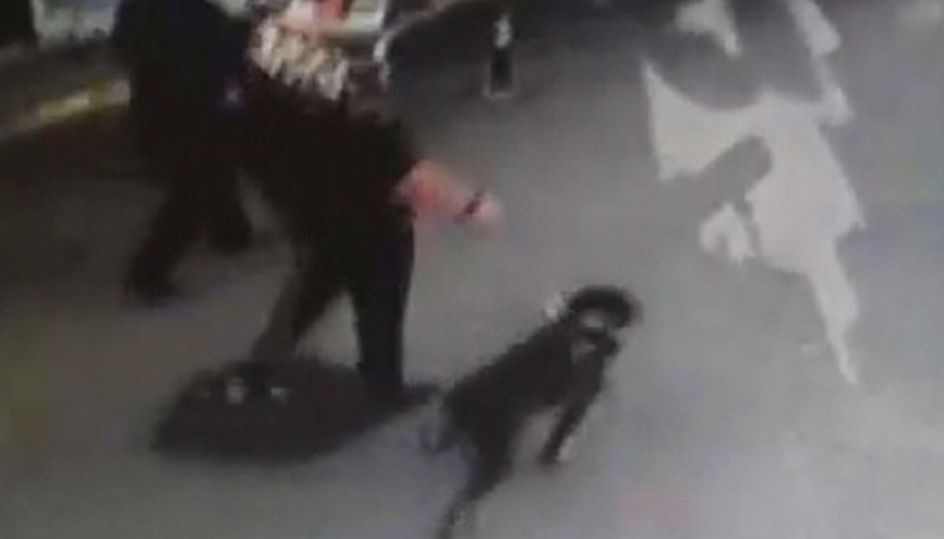 Pitbul dehşeti kameralara böyle yansıdı