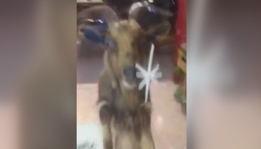 İnadı tutan keçi markete giremeyince...