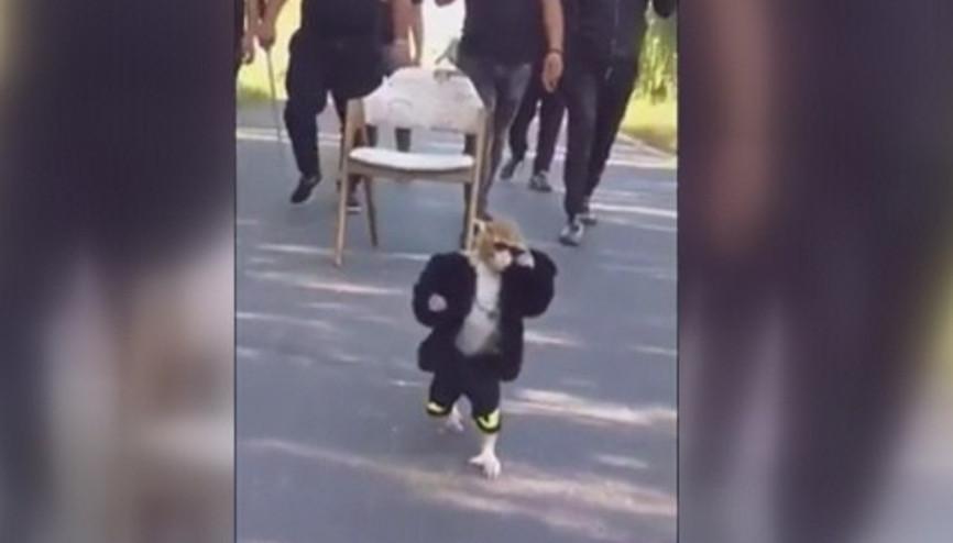 Çete lideri kabadayı maymun