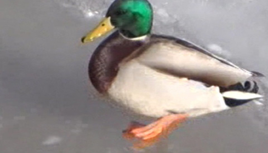 Yeşil başlı gövel ördeği kurtarma çabası