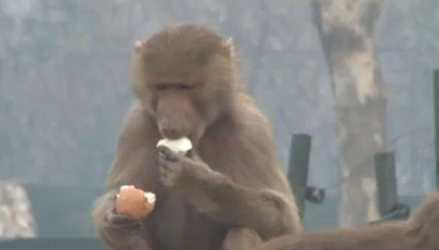 Maymunların yumurta ve tavuk keyfi