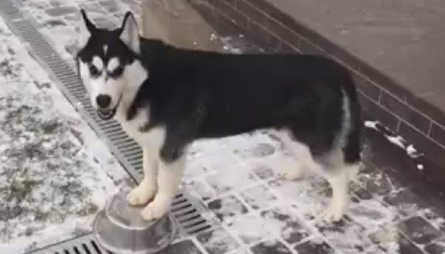 Huskynin karda tencereyle oyunu