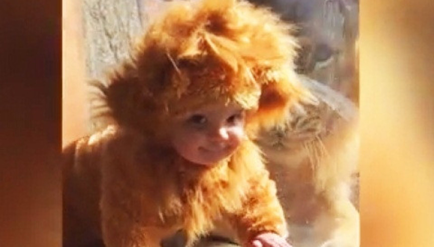 Aslan Bebe