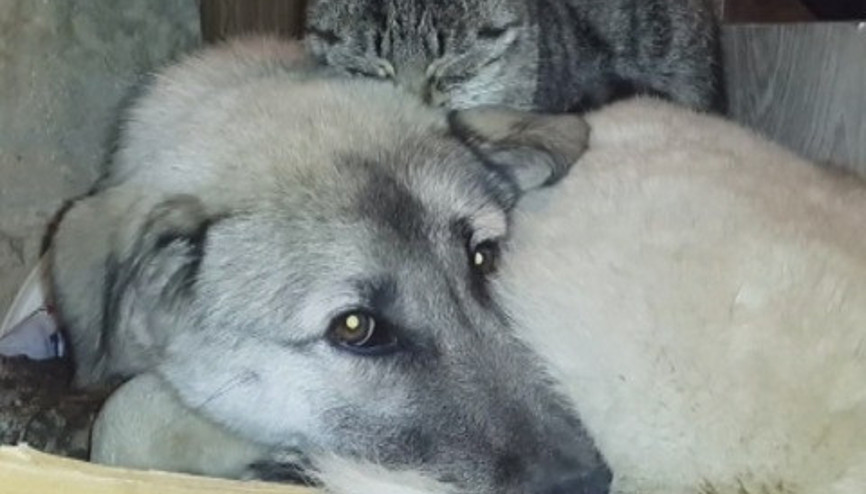 Kedi ile köpeklerin anlamlı dostluğu