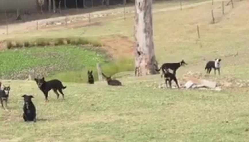 Köpeklerden Mannequin Challenge performansı