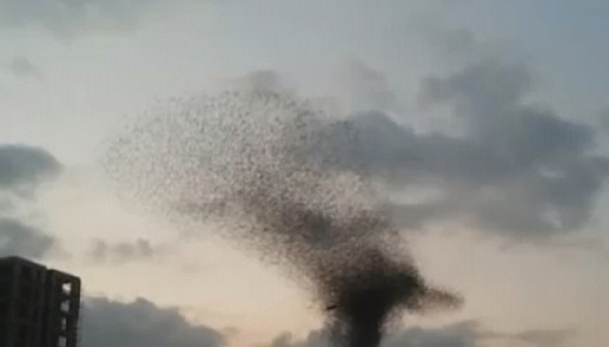 İstanbul semalarında sığırcık şöleni