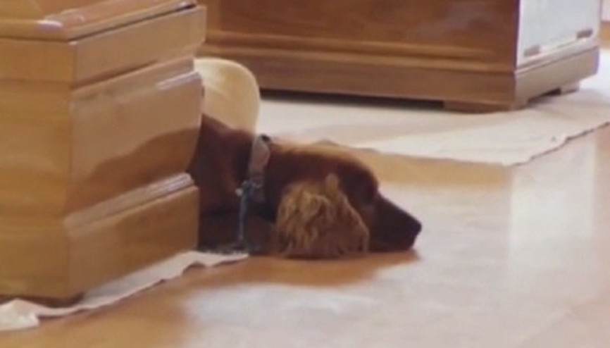 Ölen sahibinin tabutunu bırakmadı