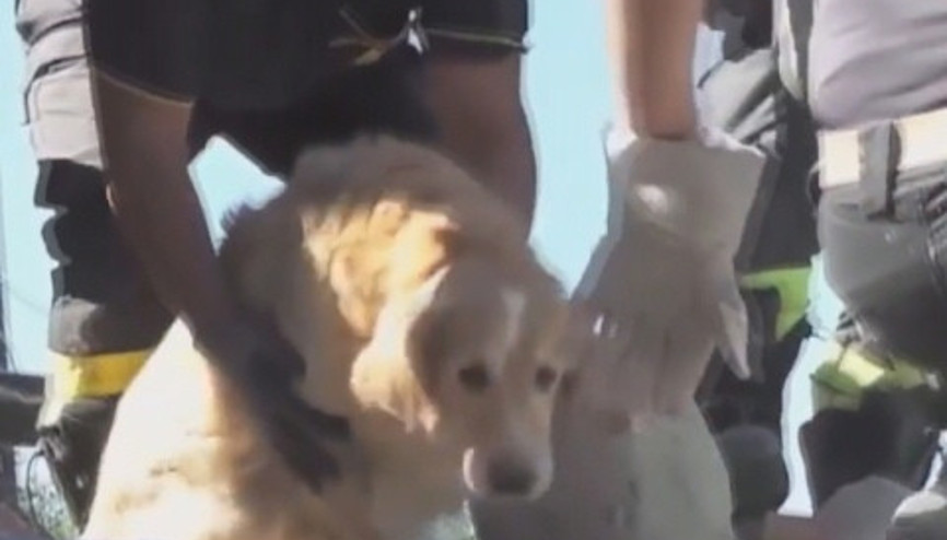 Mucize köpek Romeo