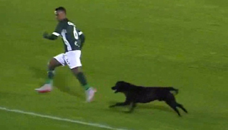 Sahaya giren köpek futbolcuları kovaladı