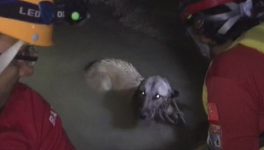 Bataklığa batan köpeği kurtarmak için seferber oldular