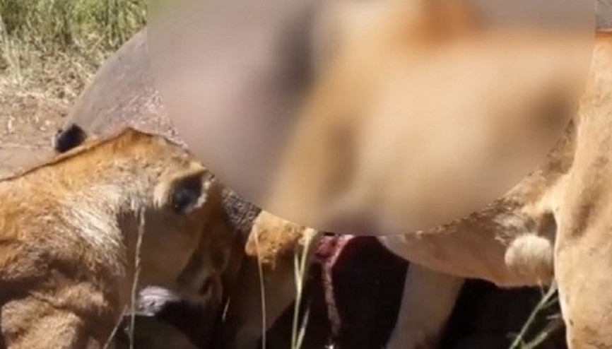 Karnını doyurmak isterken kafasını sıkıştırdı