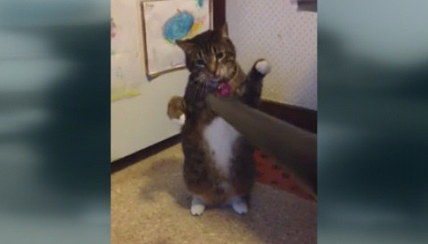 Kedinin elektrikli süpürgeyle sevimli mücadelesi