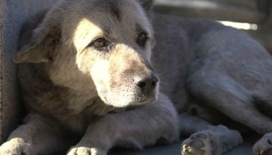 Hayvanlar için ses et