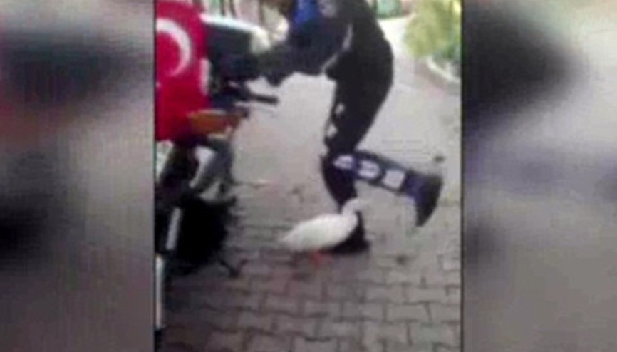 Sevimli ördek, zabıtaya zor anlar yaşattı