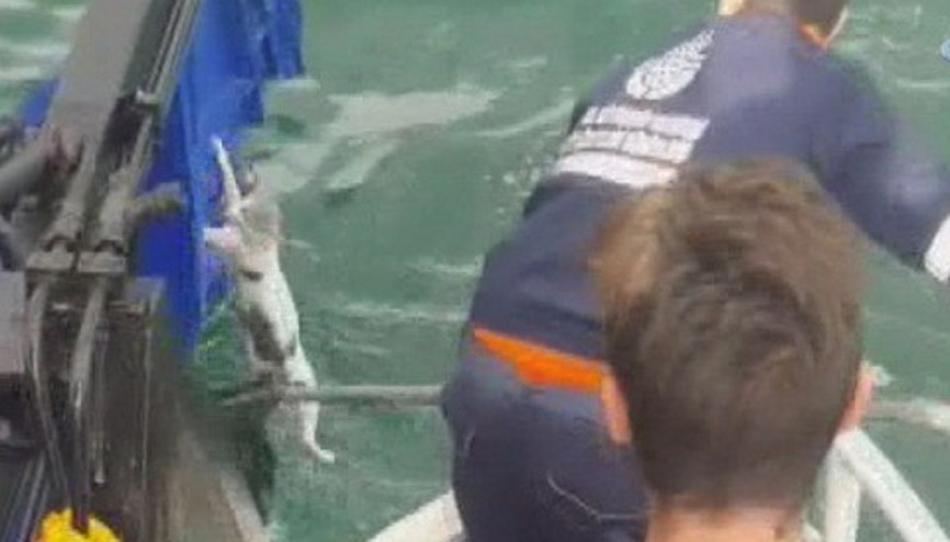 Haliçte mahsur kalan kediyi İBB çalışanları böyle kurtardı Haliçte mahsur kalan kediyi İBB çalışanları böyle kurtardı