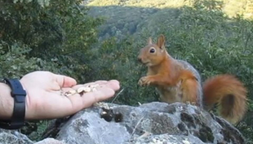 Dağcının sincapla 6 yıllık dostluğu
