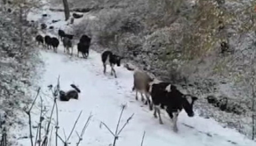 Sakarya ve Kocaelinin yüksek kesimlerine kar yağdı