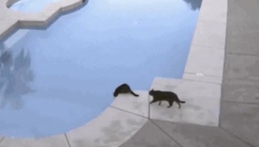 Kedi su içen arkadaşını gafil avladı