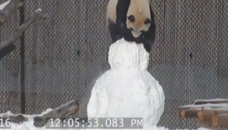 Pandanın kardan adamla eğlenceli anları gülümsetiyor Pandanın kardan adamla eğlenceli anları gülümsetiyor